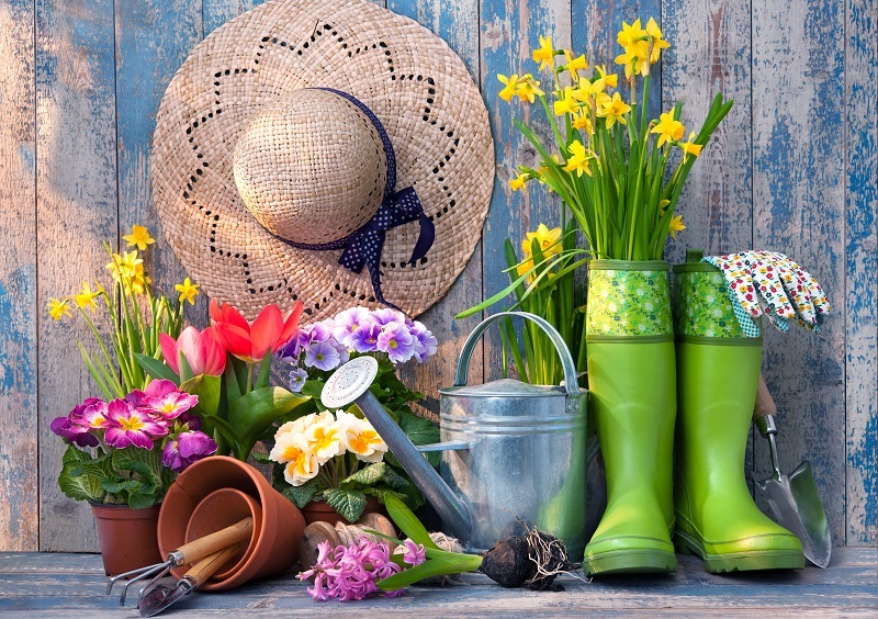 Peony Power: The Cultural and Emotional Meaning of Every Flower Colour